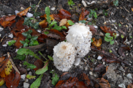 Coprinus comatus