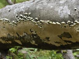 Irpex lacteus