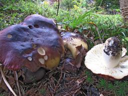 Russula viscida