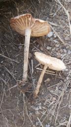 Marasmius oreades