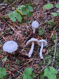 Inocybe geophylla