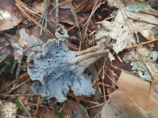 Craterellus undulatus