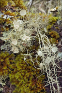 Usnea filipendula