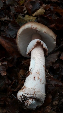 Amanita rubescens