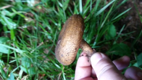 Lactarius turpis