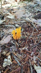 Calocera viscosa