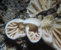 Entoloma byssisedum