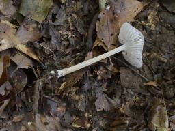 Hymenopellis hygrophoroides