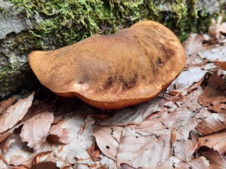 Neoboletus erythropus