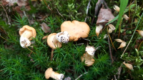 Cantharellus cibarius