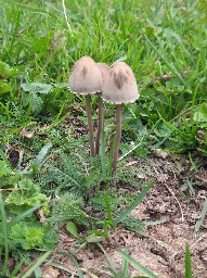 Panaeolus papilionaceus