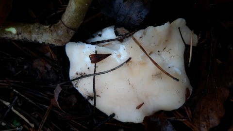 Hydnum repandum