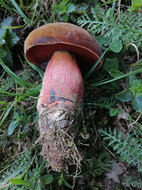 Neoboletus erythropus