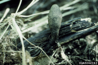 Xylaria polymorpha