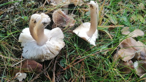 Tricholoma scalpturatum