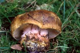 Calonarius pseudoglaucopus