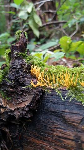 Calocera cornea