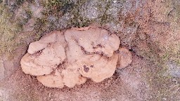 Ganoderma applanatum