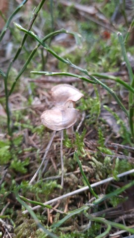 Rhizocybe pruinosa