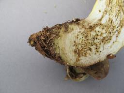 Butyriboletus roseogriseus