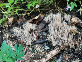 Pterula multifida