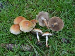 Pholiota mixta