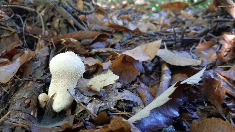 Lycoperdon perlatum