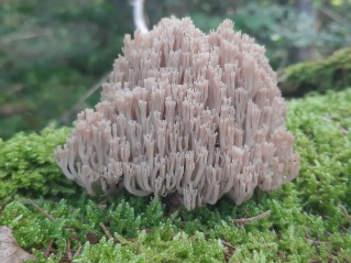 Artomyces pyxidatus