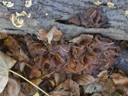 Phaeotremella frondosa