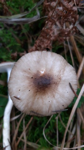 Hygrophorus hypothejus