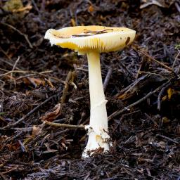 Amanita gemmata