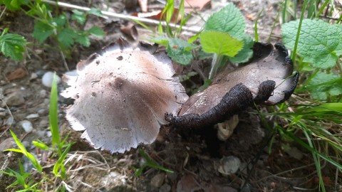 Coprinopsis romagnesiana