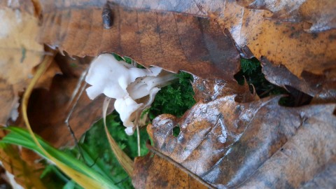 Helvella crispa