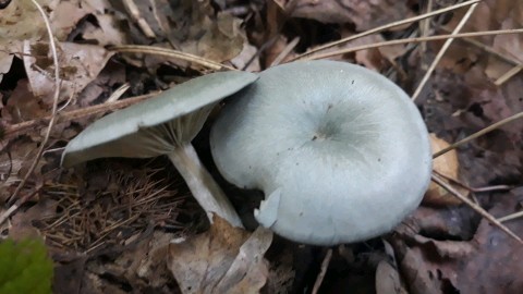 Clitocybe odora