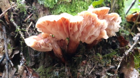 Gymnopus fusipes