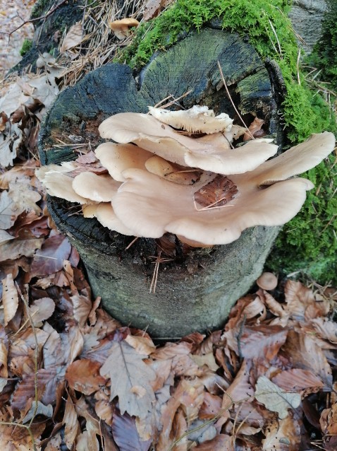 Pleurotus ostreatus