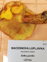 Suillus grevillei