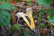 Craterellus lutescens