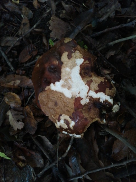 Boletus edulis