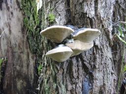 Phellinus igniarius