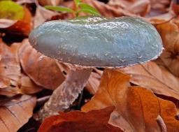 Stropharia caerulea