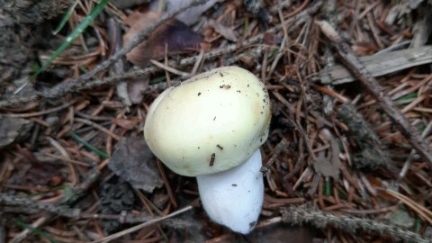 Russula violeipes