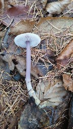 Mycena pura