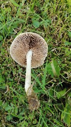 Agrocybe dura