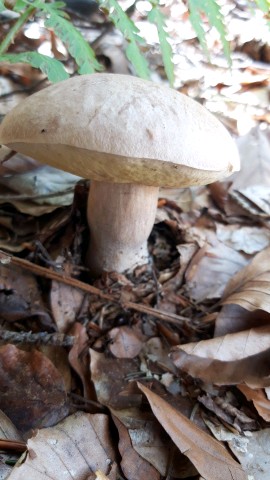 Boletus reticulatus