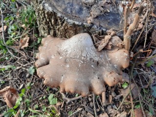 Fomitopsis betulina