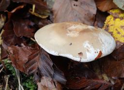 Atractosporocybe inornata
