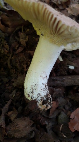 Russula romellii