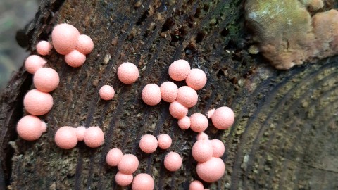 Lycogala epidendrum