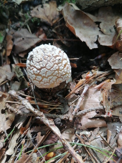 Amanita rubescens